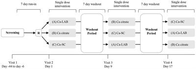 Bioavailability of calcium in an enriched postbiotic system compared to calcium citrate in healthy postmenopausal females; A randomized, double-blind, comparator-controlled, crossover study